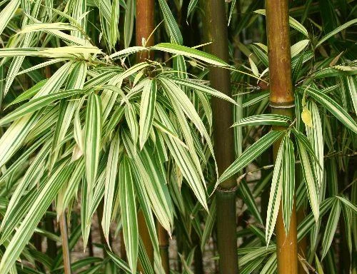 Varigated Bamboo thumbnail 4
